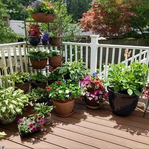 Meet your Posher, Dawn